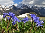 92 Azzurre Scilla bifolia in primo piano per l'amato Monte Cavallo con amici